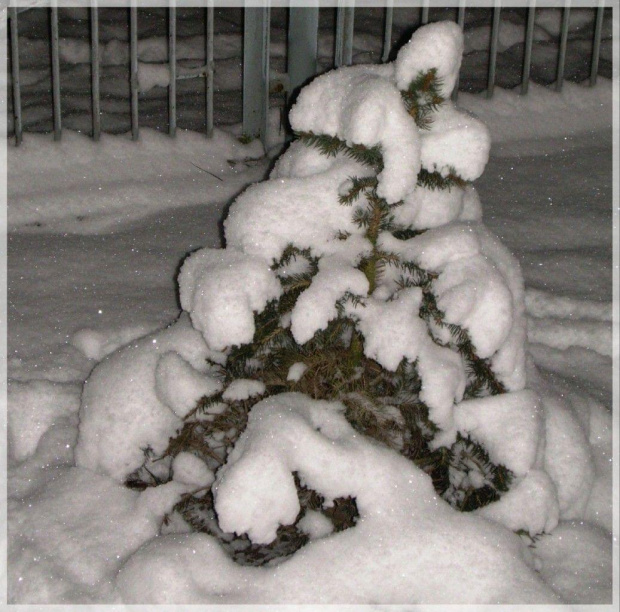 otulony #zima #śnieg #świerk #drzewo