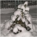 otulony #zima #śnieg #świerk #drzewo