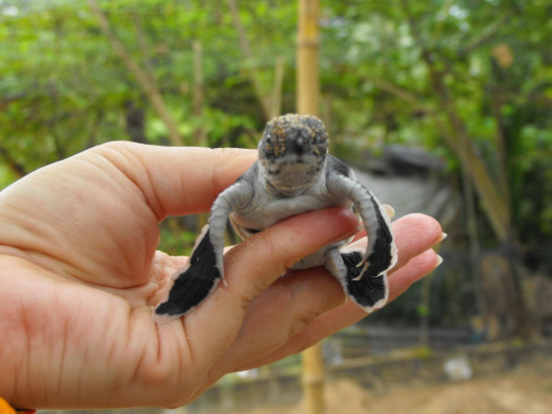 Sri Lanka- żółw 3 dniowy