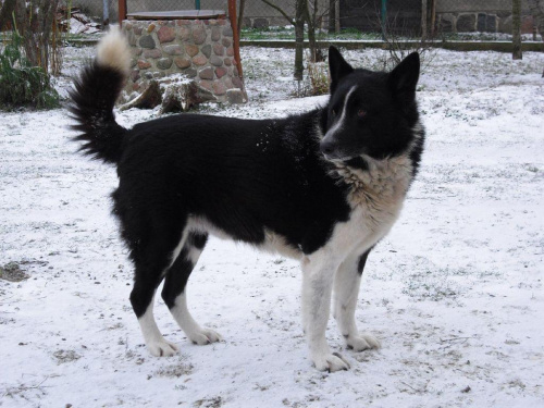 Nasze ruskie psisko Iwan uwielbia mróz i śnieg:):) #zima