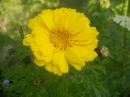 15 lipca 2007