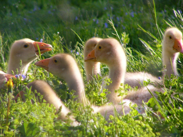 Fotkę wykonano Panasonic DMC FZ1. Rozdzielczość 1600x1200