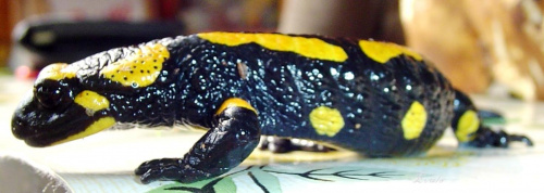 salamandra #zwierzaki #zwierzęta #salamandra