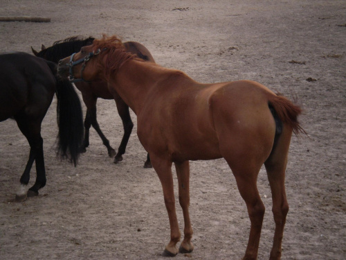 #Blanka #ruda #kasztanka #kasztan #konie #koń #klacz #kasztanowata #zła #zdenerwowana #rozzłoszczona #padok
