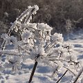 Zima pełną parą. W drodze na Leskowiec.