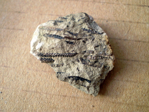 Graptolity ; raczej Monograptus sp. Długość najdłuższego osobnika – 1,3 cm . Wiek : dolny sylur – dolny dewon . Data znalezienia : 2006 . Okazy nr 24a , 24b , 24c , 24d i 24e pochodzą z rozbicia jednej skały .