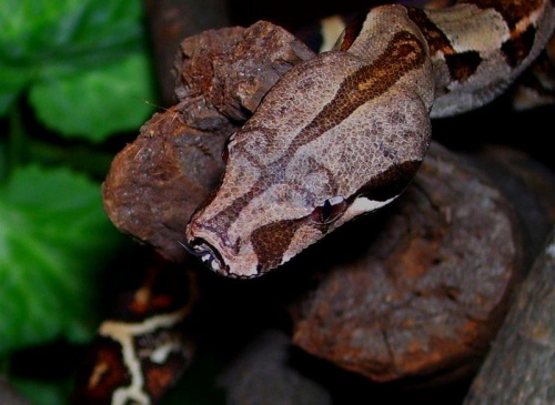 B. constrictor