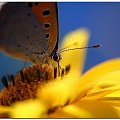 makro soczewki #motyl