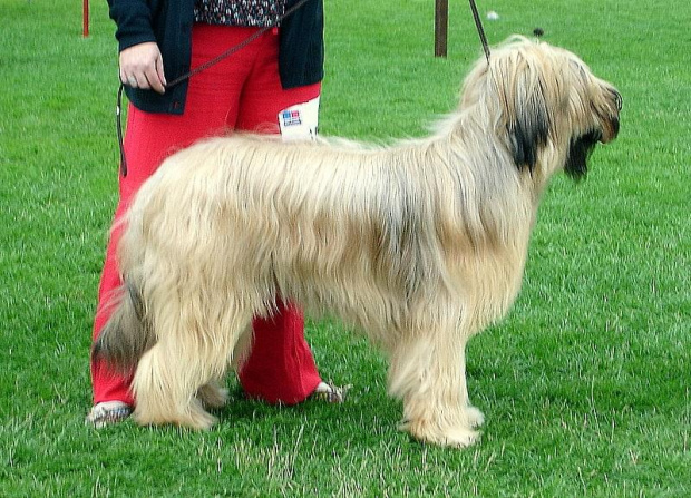 #briard #briardy #pies #psy #wystawa