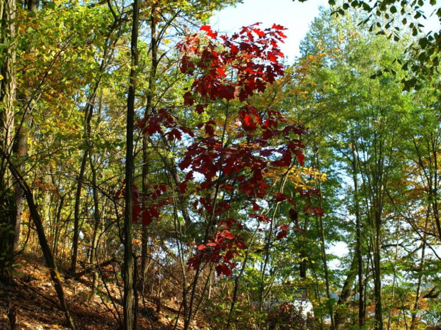 #jesień #woda #barwy #kolory #drzewa