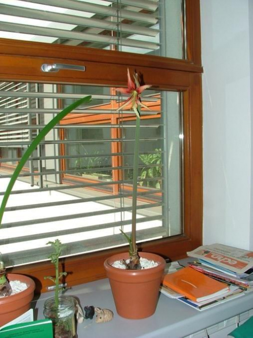 odmiana 'La Paz' - 25 kwietnia 2008 #amarylis #LaPaz #Hippeastrum #hydroponika