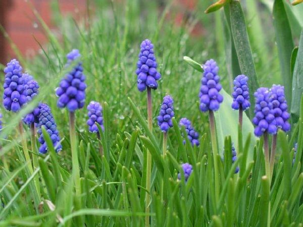 Muscari armeniacum (Szafirek armeński)