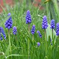 Muscari armeniacum (Szafirek armeński)