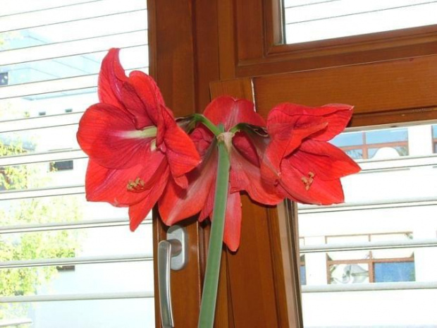 odmiana 'Hercules' - 7 maja 2008 #amarylis #Hercules #Hippeastrum #hydroponika