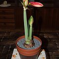 odmiana 'Double Dragon' - 22 stycznia 2009 #amarylis #DoubleDragon #Hippeastrum #hydroponika