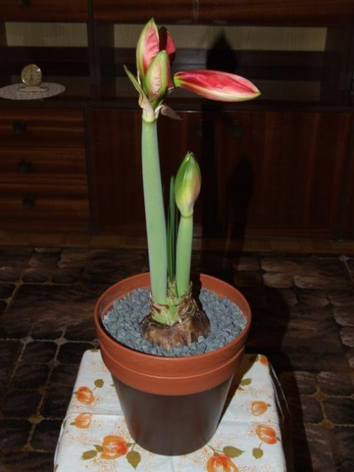 odmiana 'Double Dragon' - 22 stycznia 2009 #amarylis #DoubleDragon #Hippeastrum #hydroponika