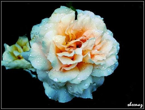 z głębokiej studzienki :P #kwiat #róża #przyroda