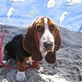 A kocyk dla mnie? A parasol? A łopatka? #Boogie #BassetHound #pies #Bałtyk #morze