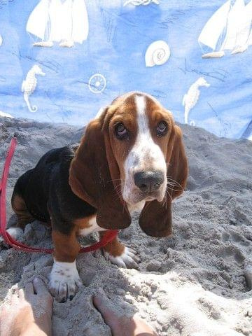 A kocyk dla mnie? A parasol? A łopatka? #Boogie #BassetHound #pies #Bałtyk #morze