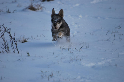 #śnieg #zima #pies
