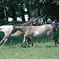 Podlasie okolice Siemiatycz, Serpelic, Janowa Podlaskiego #JanówPodlaski #bug #rzeka #serpleice #siemiatycze #konie #StadninaKoni #podlasie