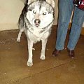 husky Wiliam 6.02.2009r