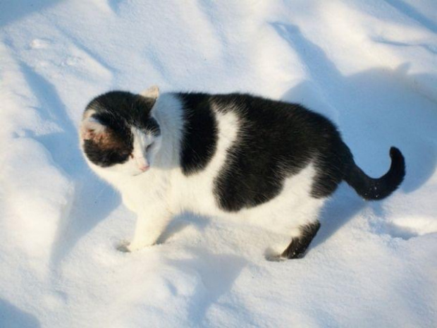 kot w śniegu