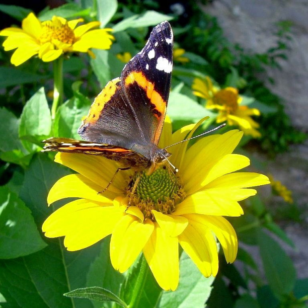 #owady #natura #przyroda #motyl #kwiat