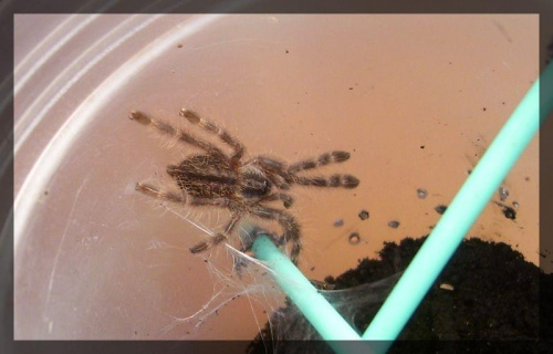 P. regalis L1