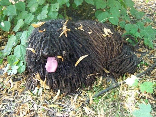 hungarian puli