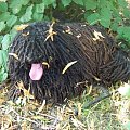 hungarian puli
