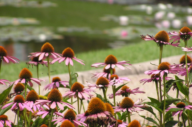 Ogród Botaniczny we Wrocławiu - lato 2007 #Wrocław #przyroda #ogrody