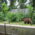 niedźwiad we wrocławskim zoo :)