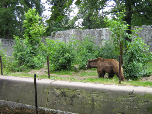 niedźwiad we wrocławskim zoo :)