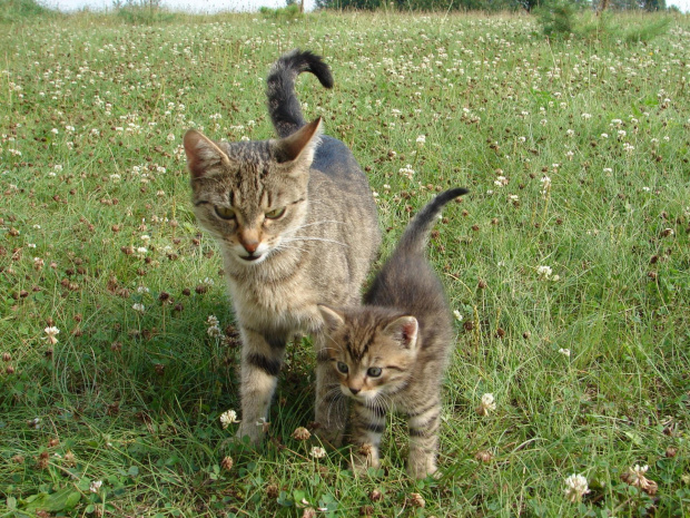 Kot mały i kot duży :) #zwierzęta #koty #mały #kochany