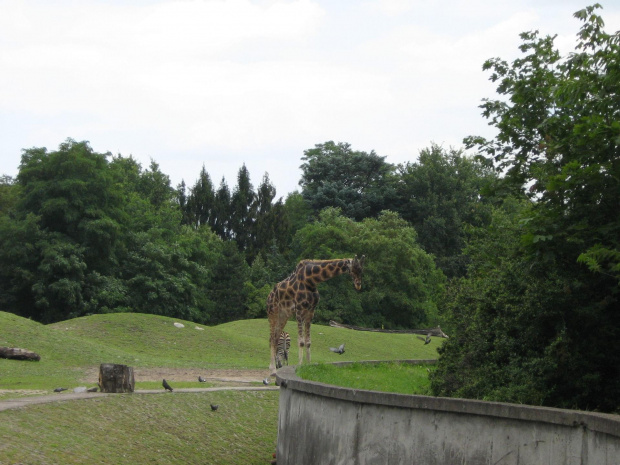 żyrafa w wrocławskim zoo :)