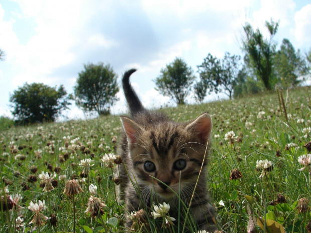 kotek #zwierzęta #kot #mały #kochany