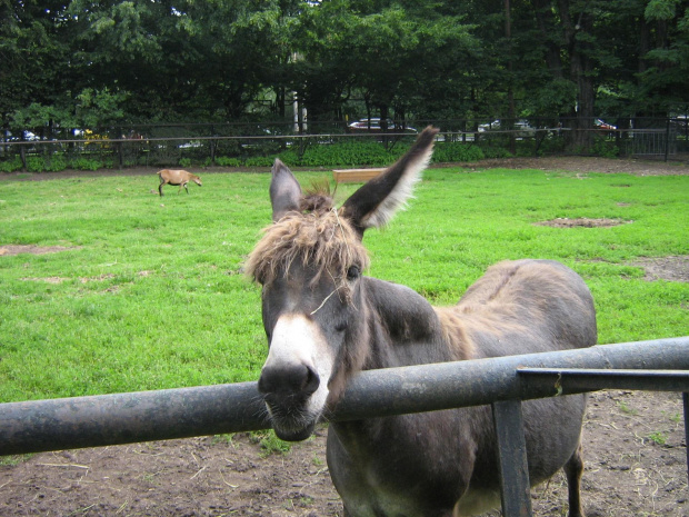 osioł we wrocławskim zoo :)