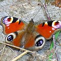 Rusałka pawik (Nymphalidae, Inachis io) #motyl #motyle #las #łąka #lato #PawieOczko #rusałka #pawik