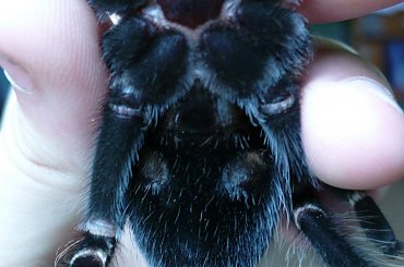 #Brachypelma #auratum #podwozie #samiec