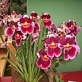 ORCHIDEA
