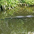 aligator wypoczywający - Floryda #usa #wycieczka