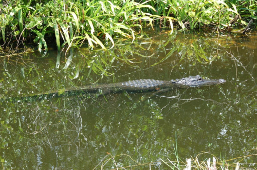 aligator wypoczywający - Floryda #usa #wycieczka
