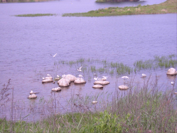 Nielbark - to jezioro to równiez siedlisko mew, tu wygrzewają się na kamieniach