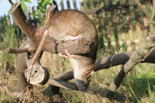 Dzioszek będzie skakał?