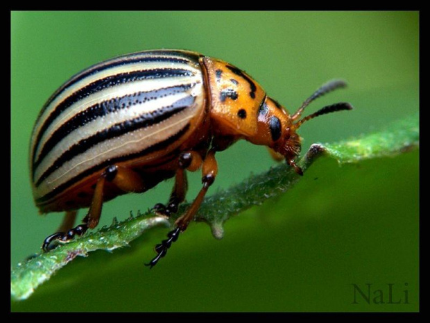 stonka ziemniaczana(Leptinotarsa decemlineata)