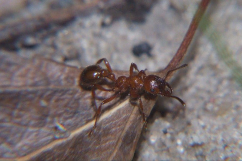 Mrówka 2