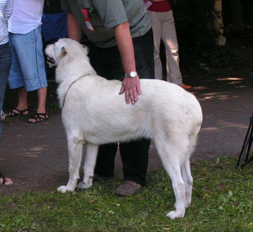 CAO SUKI KLASA POŚREDNIA