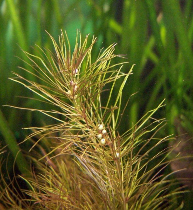 rotala wallichii