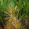 rotala wallichii